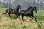 running Friesian Horses