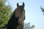 Friesian Horse stallion