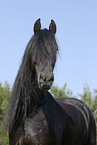 friesian horse portrait