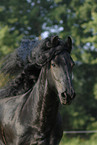 Friesian Horse Portrait