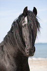 Friesian Portrait