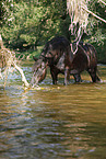 friesian horse in water