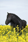 Frisian horse portrait