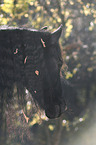 Friesian horse portrait