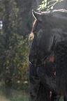 Friesian horse portrait