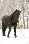 standing Frisian Horse