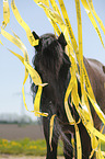 Frisian Portrait