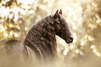 Friesian Horse portrait