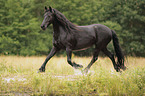 trotting Frisian Horse