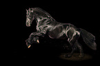 Frisian Horse in front of black background