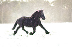 Friesian runs through the snow