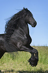 rising Friesian horse
