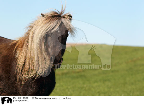 pony portrait / JH-17599