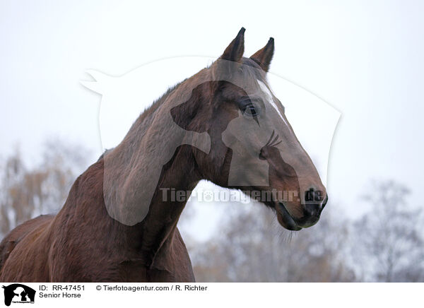Senior Horse / RR-47451