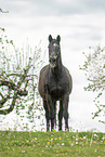 warmblood in the meadow