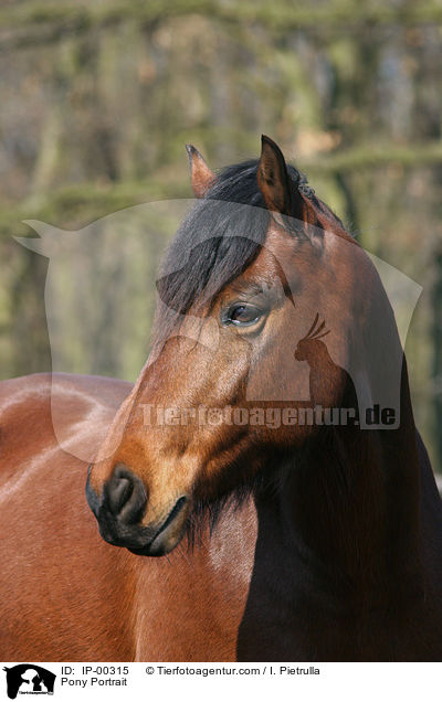 Deutsches Reitpony im Portrait / Pony Portrait / IP-00315