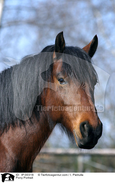 Pony Portrait / IP-00318