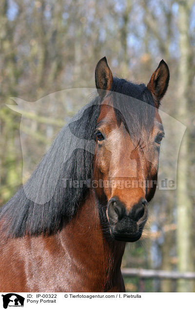 Deutsches Reitpony im Portrait / Pony Portrait / IP-00322
