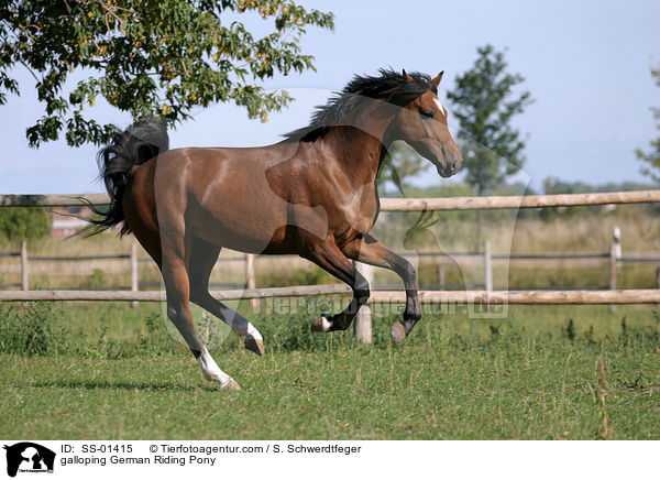 galloping German Riding Pony / SS-01415