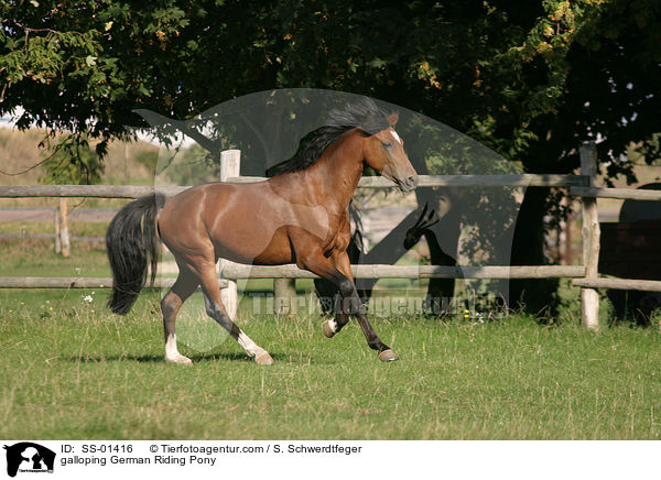 galloping German Riding Pony / SS-01416
