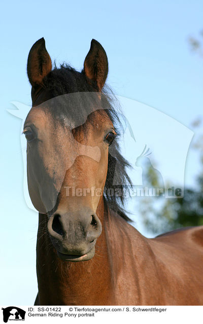 German Riding Pony portrait / SS-01422