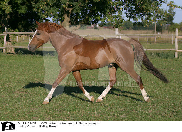 trotting German Riding Pony / SS-01427