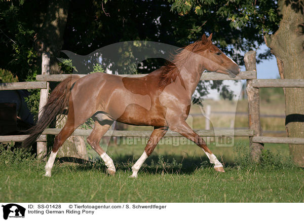trotting German Riding Pony / SS-01428