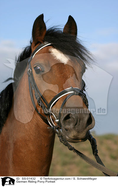 German Riding Pony Portrait / SS-01432