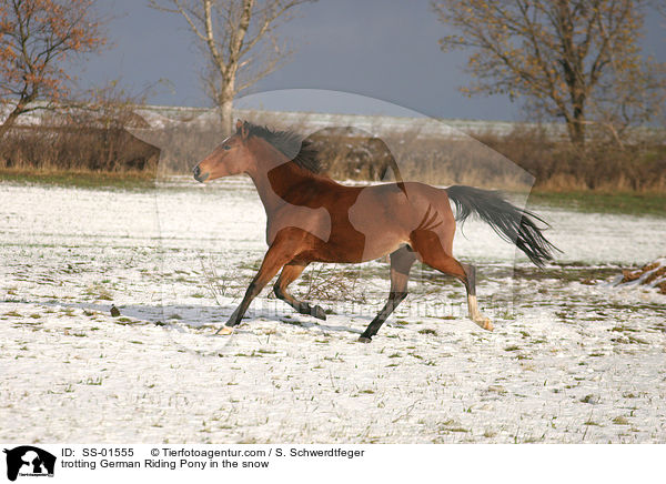 trotting German Riding Pony in the snow / SS-01555