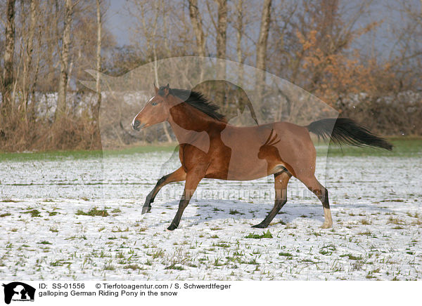 galloping German Riding Pony in the snow / SS-01556