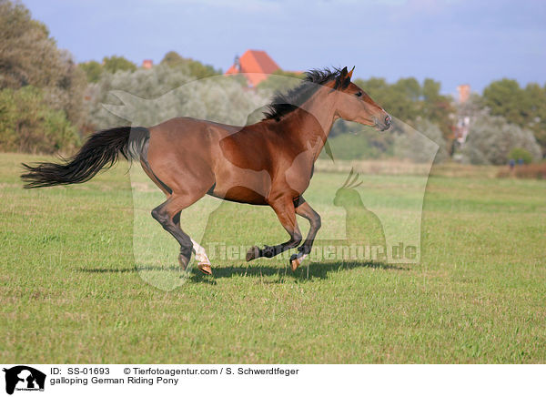 galloping German Riding Pony / SS-01693