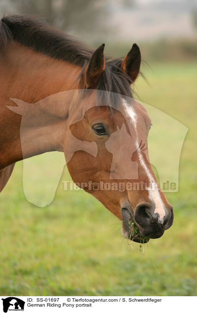 German Riding Pony portrait / SS-01697