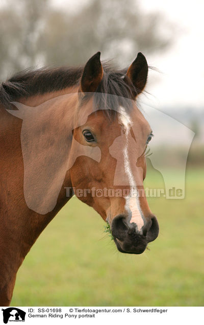 German Riding Pony portrait / SS-01698