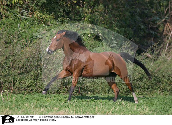 galloping German Riding Pony / SS-01701