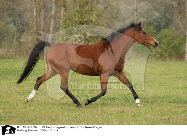 trotting German Riding Pony / SS-01702