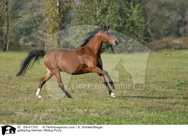 galloping German Riding Pony / SS-01703