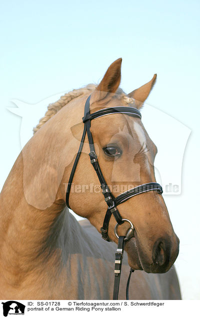 portrait of a German Riding Pony stallion / SS-01728