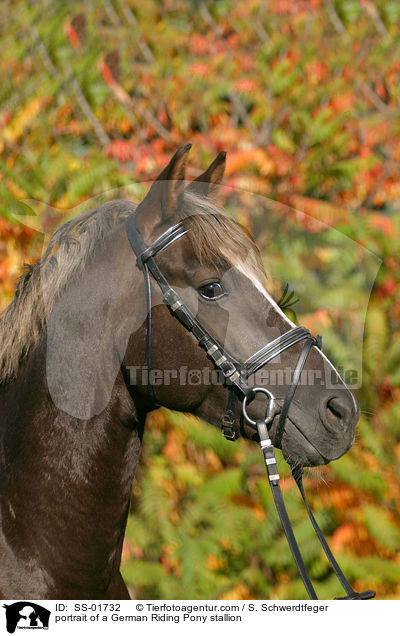 portrait of a German Riding Pony stallion / SS-01732