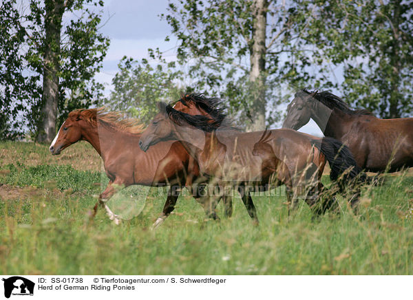 Herd of German Riding Ponies / SS-01738