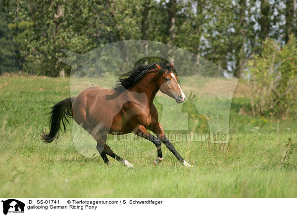 galloping German Riding Pony / SS-01741