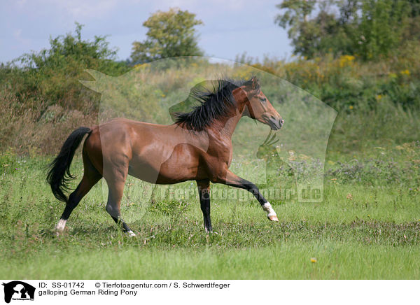 galloping German Riding Pony / SS-01742