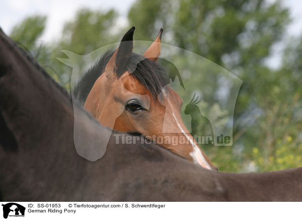 German Riding Pony / SS-01953