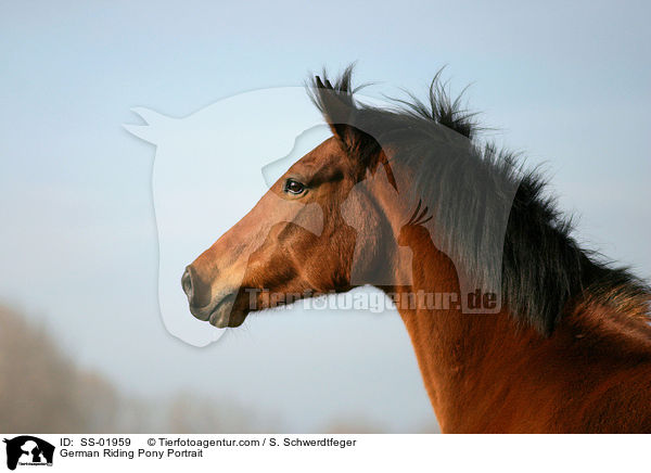 German Riding Pony Portrait / SS-01959