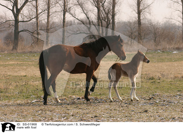 Stute mit Fohlen / mare with foal / SS-01968