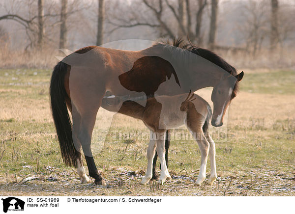 mare with foal / SS-01969