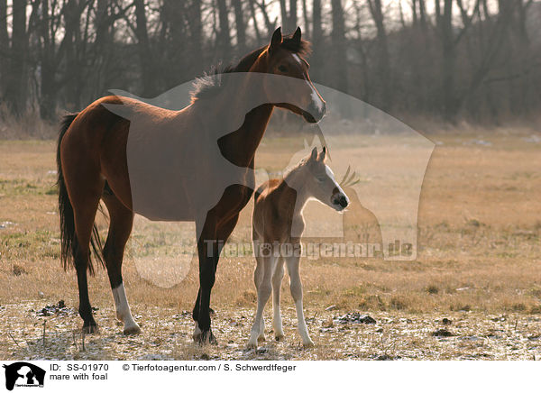 mare with foal / SS-01970