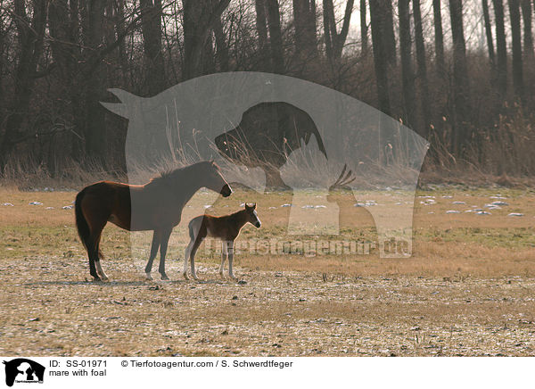 mare with foal / SS-01971