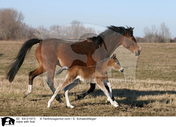 mare with foal / SS-01973