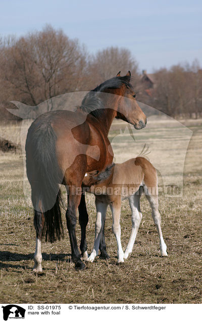 mare with foal / SS-01975