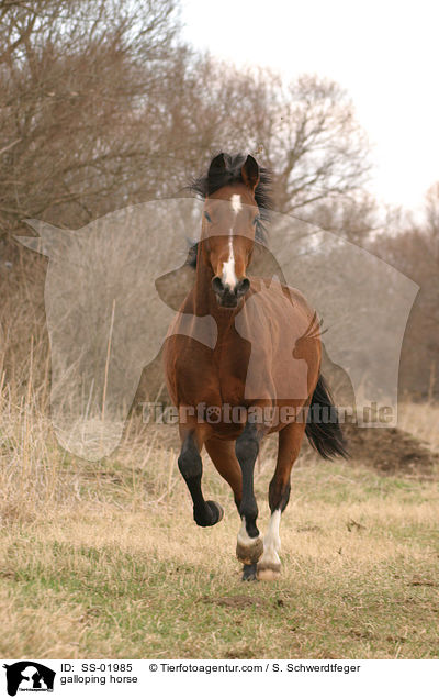 galloping horse / SS-01985